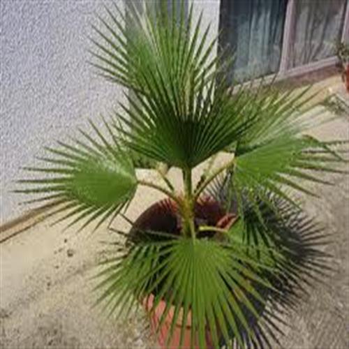 درختچه زینتی نخل واشنگتنیا کد 19