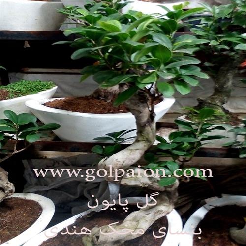 بن سای میخک هندی کد 11