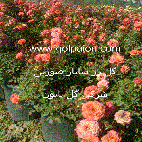 گل شاخه ایی رز ساناز صورتی کد 4